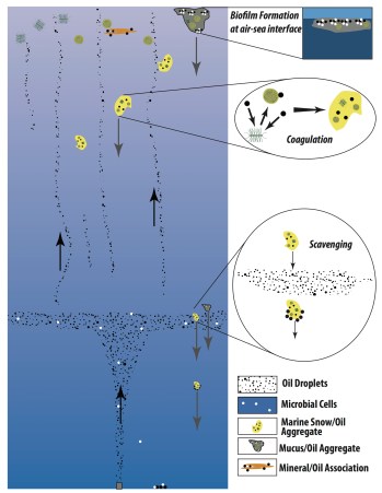 GOMRI-Schematic-v0-image